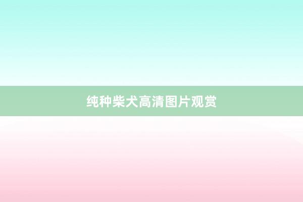 纯种柴犬高清图片观赏